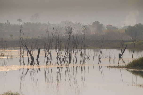 Dead trees stand in the water in a lake. - Photo, Image