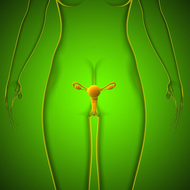 Anatomía del sistema reproductivo femenino para la ilustración 3D del concepto médico - Foto, Imagen