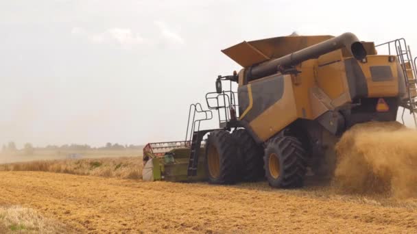 Sklizeň pšenice na poli v letním období. Široké plevy šířící se kombajnem s odlučovačem rotorů. Proces sběru obilí zemědělskými stroji: řezy a prahy zralá pšeničná zrna - Záběry, video