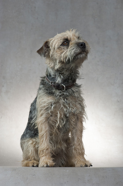 Koira, Rajaterrieri, istuu, katselee ylös, studio ammuttu, minimalistinen
 - Valokuva, kuva