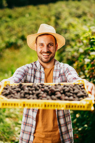 handsome farmer in straw hat harvesting blackberries on farm - Photo, Image