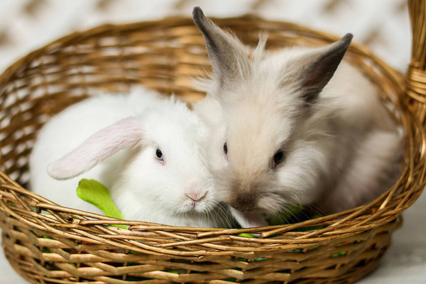 Two rabbits gray and white are sitting in a wicker basket. Easter gift for children. - Photo, Image