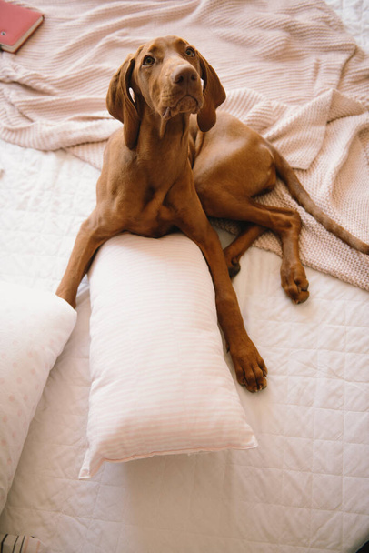 ベッドの上に横たわる狩猟犬の肖像 - 写真・画像