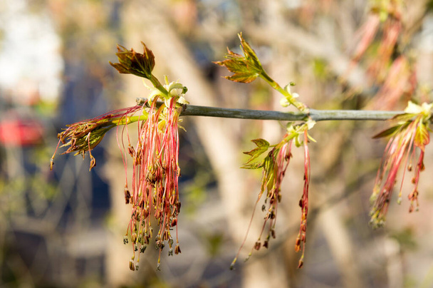 Kvetoucí jarní větev javorového jasanu (aker negundo) s mladými listy, detailní záběr - Fotografie, Obrázek