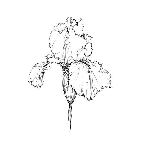 Monochrome Iris sketch on white background. Iris hand drawn on minimal. Iris kineart - Vecteur, image
