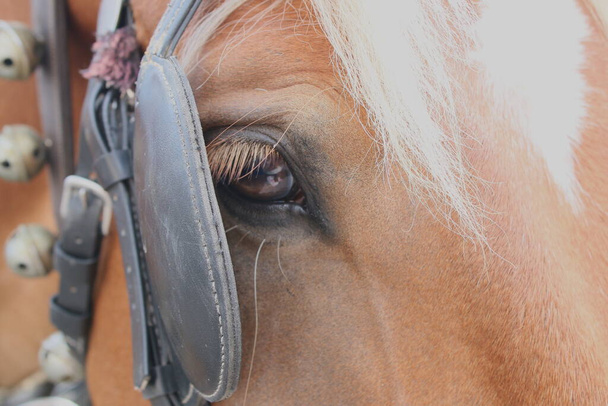 Поруч каштанові коні очолюють білу зірку на чолі, показуючи одне каштанове око з довгими піщаними вії вершковий гриб і шкіряний вуздечок з дзвонами і ременями на прекрасну спокійну істоту в Мадриді Іспанії. - Фото, зображення