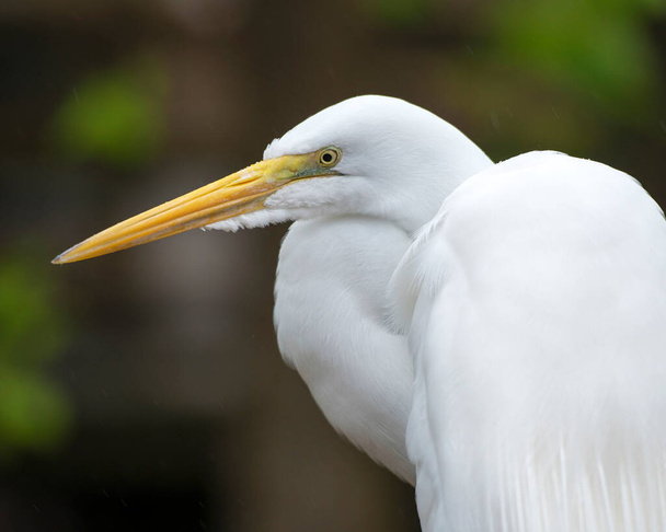 Grande Egret bianco testa primo piano con uno sfondo sfocato nel suo ambiente e habitat guardando verso il lato sinistro. Grande bianco Egret Foto D'archivio. - Foto, immagini