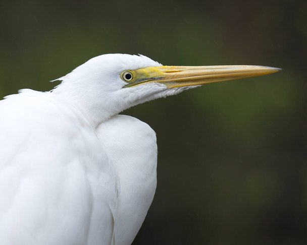Great White Egret κεφάλι γκρο πλαν με ένα θολό φόντο στο περιβάλλον και το περιβάλλον του κοιτάζοντας προς τη δεξιά πλευρά. Great White Egret Στοκ Φωτογραφία. - Φωτογραφία, εικόνα