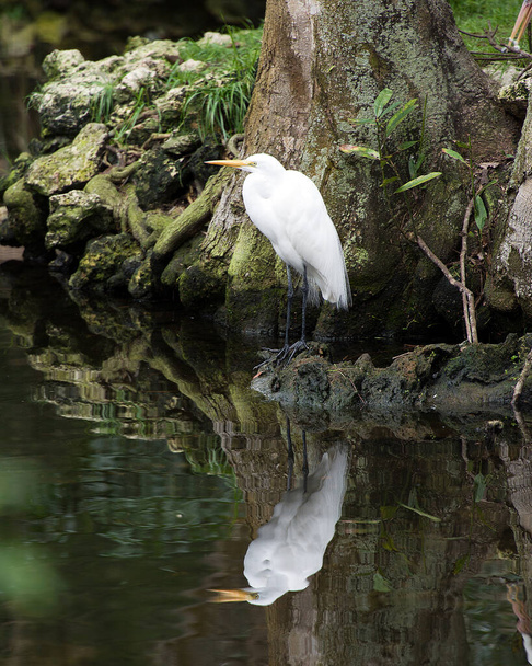 Great White Egret de pie sobre rocas de musgo junto al agua con un reflejo, mostrando plumaje de pluma blanca, cabeza, ojo, cuello, patas largas, en su entorno y hábitat. Foto de Stock de Great White Egret. - Foto, Imagen