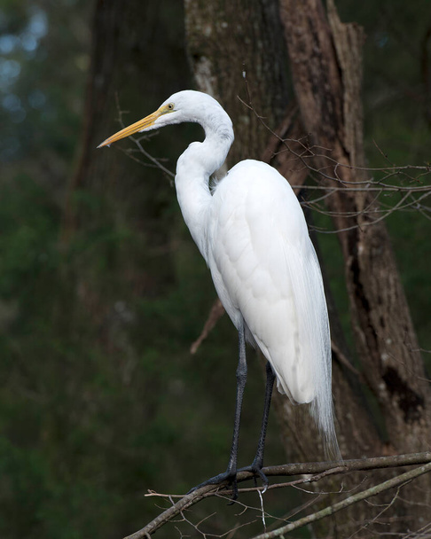 Wielki biały Egret siedzący ciało, głowa, dziób, oko, białe pióro upierzenie z tłem liści w jego środowisku i siedlisku. Wielki biały Egret Zdjęcie. - Zdjęcie, obraz