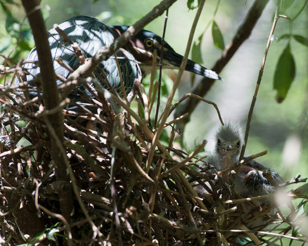 Green Heron adult and baby heron on the nest with blur foreground and foliage background in their environment and habitat.Green Heron Stock Photo. Image. Picture. Portrait.  - Zdjęcie, obraz