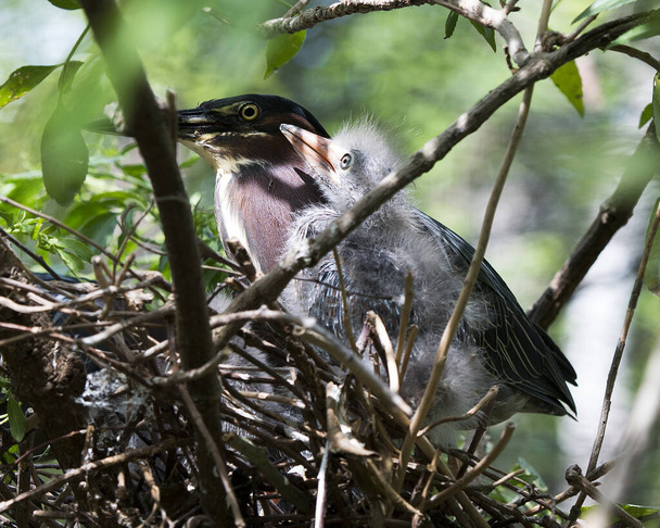 Πράσινο Heron μωρό με ενήλικο πουλί γκρο πλαν προβολή προφίλ στη φωλιά εμφανίζει φτερά, μάτι, ράμφος με φόντο φύλλωμα στο περιβάλλον και το περιβάλλον του. Green Heron Στοκ Φωτογραφία. Εικόνα. Φωτογραφία. Πορτρέτο. - Φωτογραφία, εικόνα
