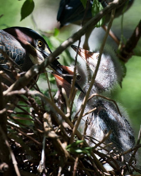 Groene reiger volwassen en baby reiger op het nest met wazig voorgrond en gebladerte achtergrond in hun omgeving en habitat. Moeder vogel voedt baby 's. Groene reiger Stock Foto. Afbeelding. Afbeelding. Portret. - Foto, afbeelding