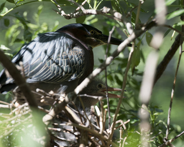 Green Heron adult and baby heron on the nest with blur foreground and foliage background in their environment and surrounding. Green Heron Stock Photo. Image. Picture. Portrait. - Zdjęcie, obraz