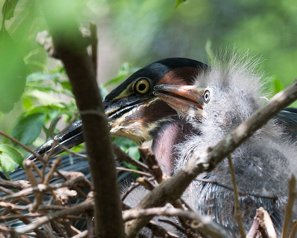 Green Heron baby met volwassen vogel close-up profiel zicht op het nest met veren, oog, snavel met een wazige achtergrond in hun habitat en omgeving. Groene reiger Stock Foto. Afbeelding. Afbeelding. Portret. - Foto, afbeelding