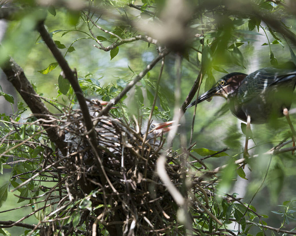 Green Heron adult and baby heron on the nest with blur foreground and foliage background in their environment and habitat. Green Heron Stock Photo. Image. Picture. Portrait. - Foto, Imagen