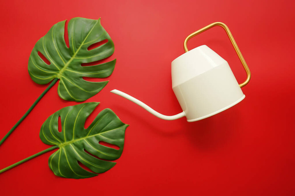 Green leaves of monstera and a white watering pot on a yellow background - Fotografie, Obrázek
