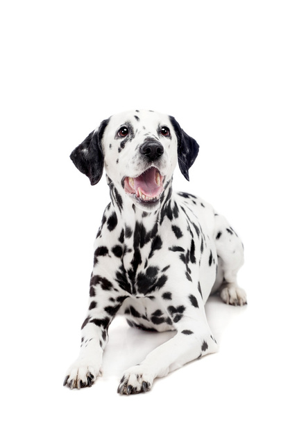 Dalmatian dog, isolated on white - 写真・画像