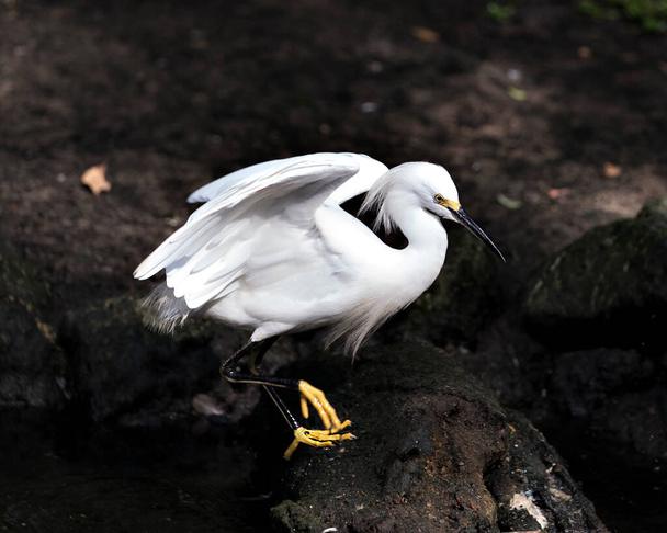 Snowy Egret close up standing on a rock with its spread wings, body, head, beak, legs, feet, eye and enjoying its environment and surrounding with blur rock background. Snowy Egret Stock Photo. Image. Picture. Portrait. - Valokuva, kuva