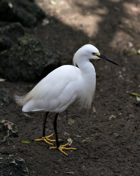 Snowy Egret close up standing and exposing its body, head, beak, eye in its environment and surrounding with a nice background of rocks. Snowy Egret Stock Photo. Image. Picture. Portrait. - Fotó, kép
