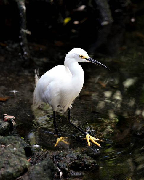 Snowy Egret close up standing in the water and exposing its body, head, beak, legs, feet, eye and enjoying  its environment and habitat with a blur background. Snowy Egret Stock Photo. Image. Picture. Portrait. - Valokuva, kuva