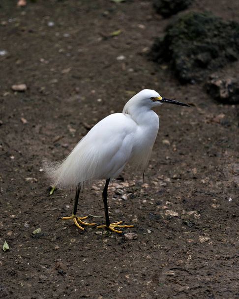 Snowy Egret close up standing and exposing its body, head, beak, eye, legs, yellow feet in its environment and habitat. Snowy Egret Stock Photo. Image. Picture. Portrait. - 写真・画像