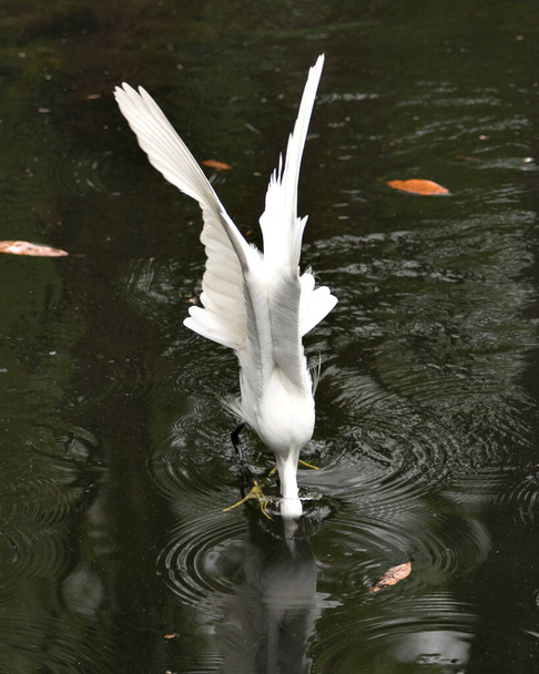 Snowy Egret bird close-up profile view head in the water with spread wings above water, exibindo penas brancas, em seu ambiente e habitat. Snowy Egret Foto stock. Imagem. Imagem. Retrato. - Foto, Imagem