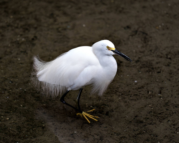 Snowy Egret close up standing in the water with its fluffy wings in its environment and habitat. Snowy Egret Stock Photo. Image. Picture. Portrait. - Photo, image