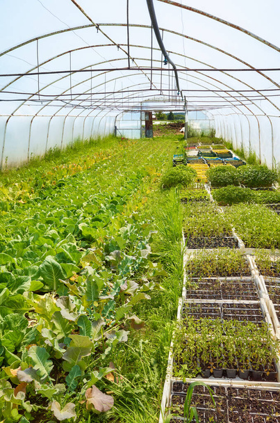 Interior de un antiguo invernadero con cultivo de verduras ecológicas. - Foto, imagen