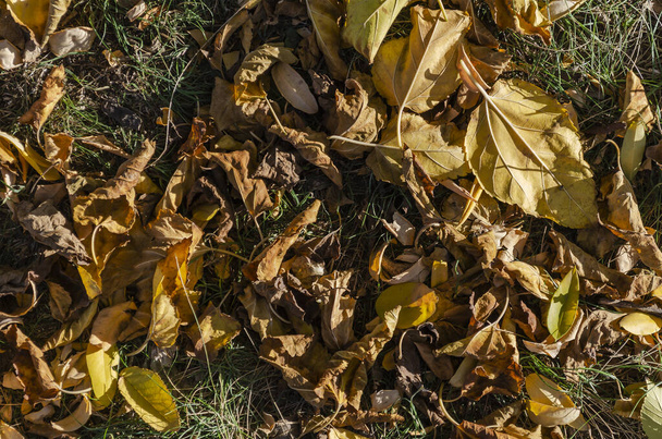 Fond déconcentré avec des feuilles d'automne tombées. Diverses feuilles aléatoires sur l'herbe verte dans un parc d'automne. - Photo, image