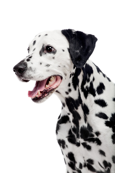 Dalmatian dog, isolated on white - Foto, immagini