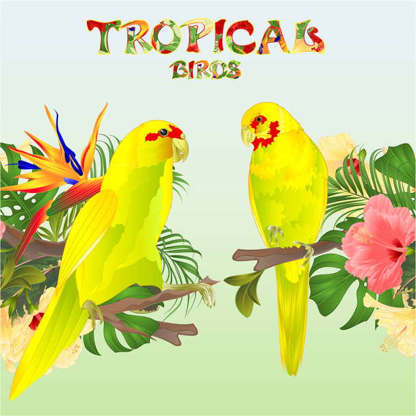 Tropikal sınırsız tropikal kuşlar sarı Hint Halkalı İskender ve tropikal çiçekler Strelitzia ve pembe ve sarı amber palmiyesi, filodendron ve ince suluboya vektör illüstrümantasyon düzenlenebilir el çizimi - Vektör, Görsel