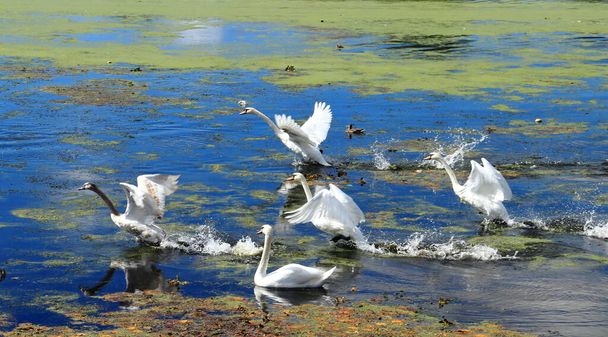 湖を離陸する美しい白鳥。雄大な鳥の群れ。水の表面に水の飛沫効果。秋の移住シーン。純粋で優雅な生き物。見事な画像だ。バードウォッチング写真. - 写真・画像