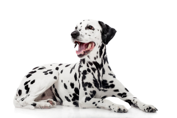Dalmatian dog, isolated on white - Fotografie, Obrázek