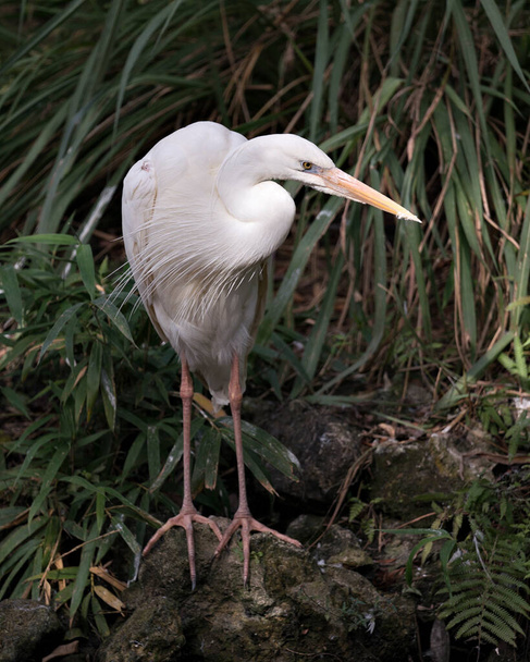 White Heron close-up profile view standing on rock and exposing its body, head, long neck, beak, long legs in its environment and surrounding with a nice foliage background. White Heron Stock Photo. Image. Picture. Portrait. Great White Egret. - Photo, image