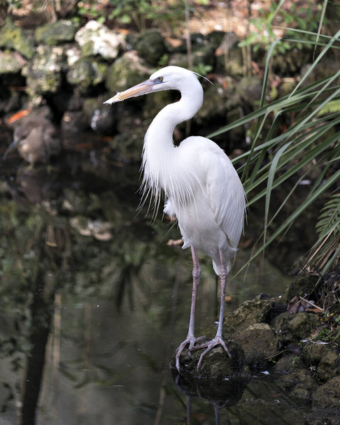 White Heron bird close-up profile view standing on rock displaying  body, head, long neck, beak, long legs in its environment and habitat with a blur foliage background. White Heron Stock Photo. Image. Picture. Portrait. - Фото, зображення