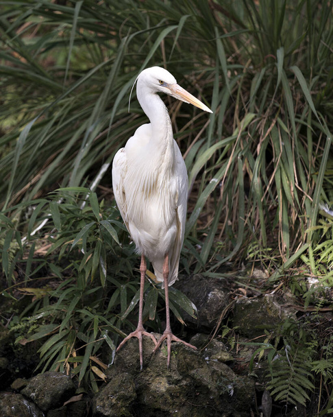 White Heron close-up profile view standing on rock displaying body, head, long neck, beak, long legs in its environment and surrounding with a  foliage background. Great White Heron. White Heron Stock Photo. Image. Picture. Portrait. - 写真・画像