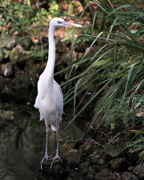White Heron bird close-up profile view standing on rock and exposing its body, head, long neck, beak, long legs in its environment and surrounding with a nice foliage background. White Heron Stock Photo. Image. Picture. Portrait. - Photo, image