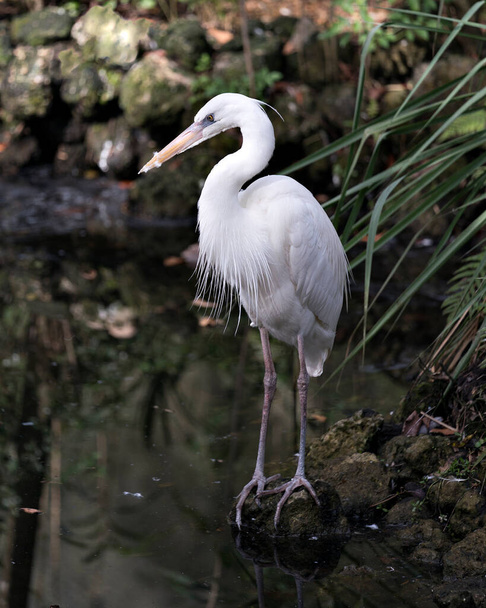 White Heron close-up profile view standing on moss rock displaying body, head, long neck, beak, long legs in its environment and habitat with a blur foliage background. White Heron Stock Photo. Image. Picture. Portrait. - Φωτογραφία, εικόνα