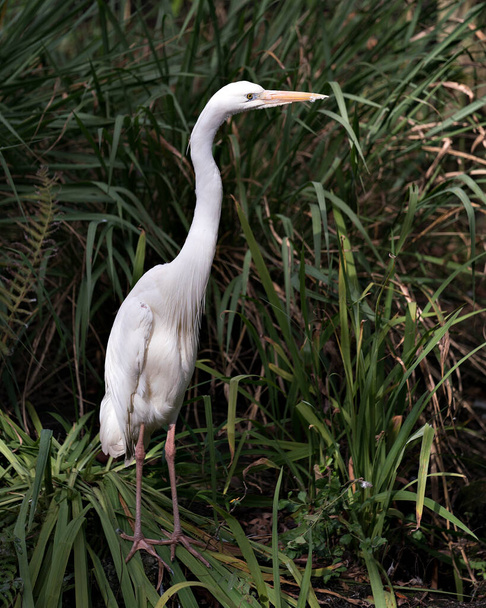 Fehér Heron madár közelkép profil nézet álló lombozat és kitéve a test, fej, hosszú nyak, csőr, hosszú lábak a környezetben és élőhelyen a lombozat háttér. Fehér Heron Stock Fotók. Képet. Képet. Portré. - Fotó, kép