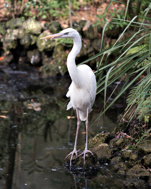 Fehér Heron madár közelkép profil kilátás áll a sziklán, és kiteszi a test, fej, hosszú nyak, csőr, hosszú lábak a környezet és az élőhely egy szép lombozat háttér. Fehér Heron Stock Fotók. Képet. Képet. Portré. - Fotó, kép