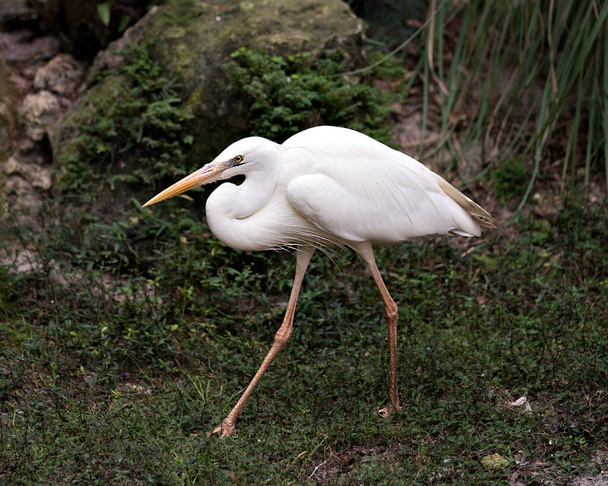  White Heron on the ground displaying beautiful white colour feathers plumage, head, eye, beak, long neck, with a beautiful foliage background in its environment and habitat. White Heron Stock Photo. Image. Picture. Portrait. - Photo, image
