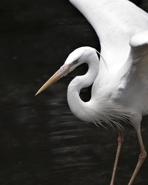 Fehér Heron széttárt szárnyakkal a vízben kitéve testét, fejét, hosszú nyakát, csőrét környezetének és élőhelyének fekete kontrasztos hátterével. Fehér Heron Stock Fotók. Képet. Képet. Portré. - Fotó, kép