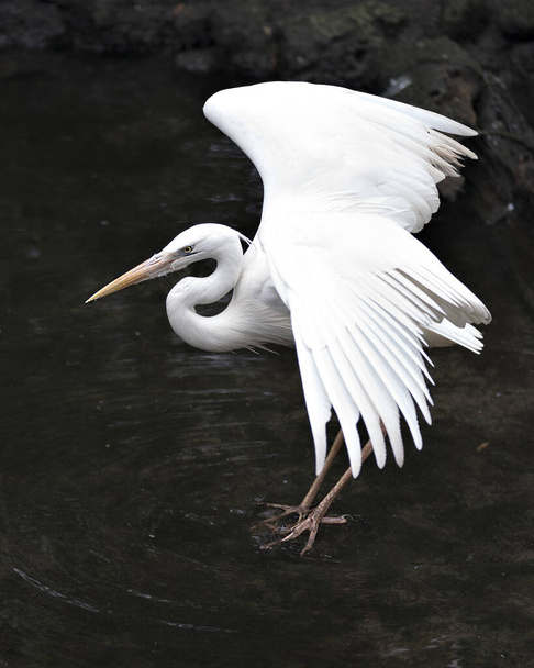 White Heron bird with its spread wings in the water displaying beautiful white colour feathers plumage, beak in its environment and habitat with a black contrast background. White Heron Stock Photo. Image. Picture. Portrait. - Photo, image