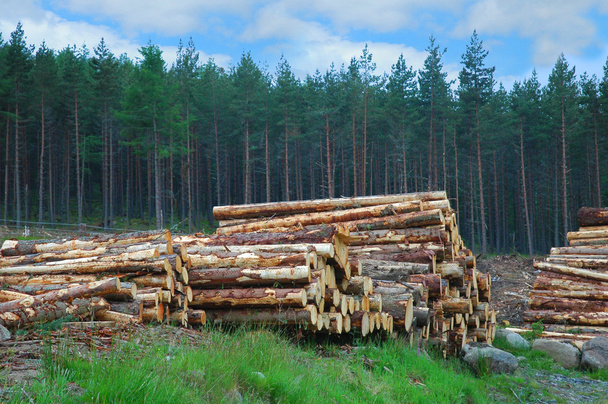 hranice dřeva v lese skotský - Fotografie, Obrázek