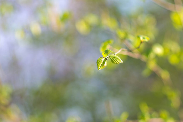 groene bladeren, close up - Foto, afbeelding