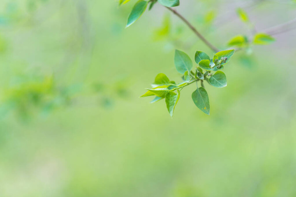 grüne Blätter, Nahaufnahme - Foto, Bild