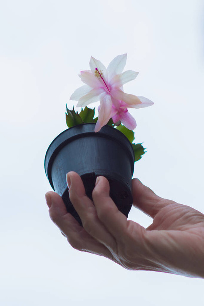 Χέρι ανθρώπου με ανθισμένο λουλούδι σε λευκό φόντο - Φωτογραφία, εικόνα
