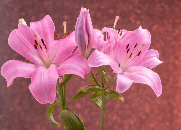 Красивые цветы лилии на цветном фоне - Фото, изображение