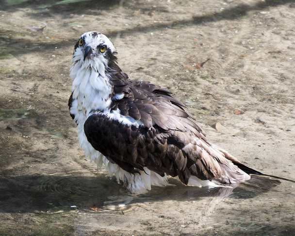 Osprey közelkép profilkép a vízben, ahogy a kamerába néz, nedves tollakat mutat az élőhelyén és a környezetében. Képet. Képet. Portré. - Fotó, kép